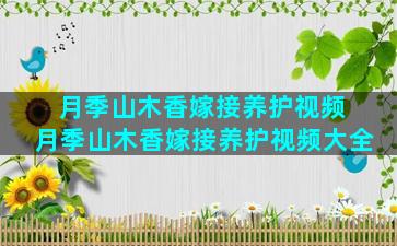 月季山木香嫁接养护视频 月季山木香嫁接养护视频大全